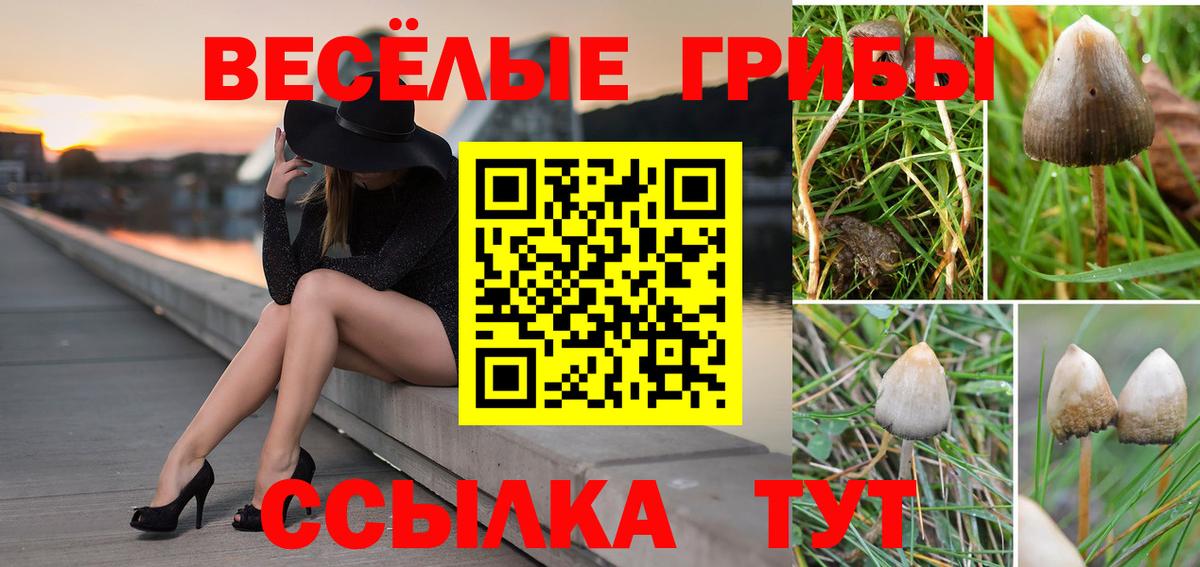 Галлюциногенные грибы Cubensis Мценск